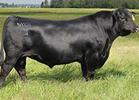 G P Prophet 416