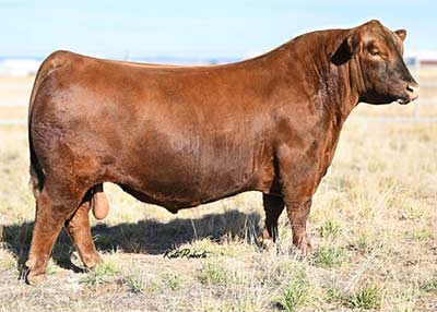 Berwald Confident 2044