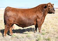 Berwald Confident 2044